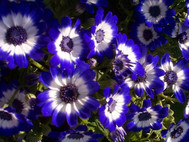 Free Gorgeous Flowers Screensaver screenshot